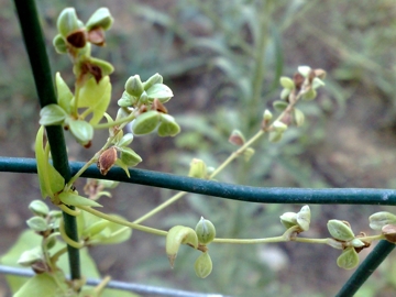 Fallopia convolvulus / Poligono convolvolo