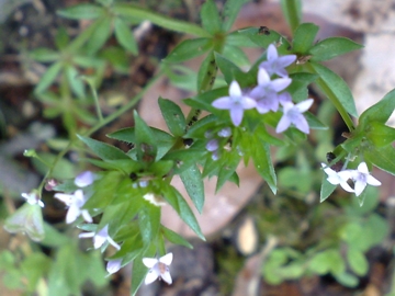 Sherardia arvensis