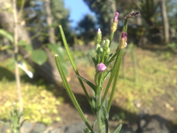 Specie di Epilobium