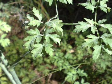 Oreoselinum nigrum (=Peucedanum oreoselinum) / Prezzemolo di monte