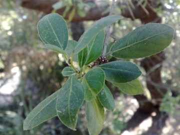 Arbusto con bacche nere - Rhamnus alaternus