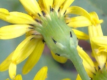 Senecio squalidus subsp. aethnensis / Senecio dell''Etna