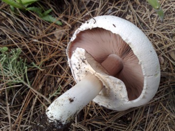 Agaricus arvensis ?