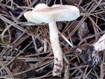 piccolo fungo (Lepiota subincarnata)