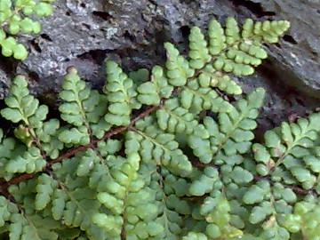 Piccola felce - Cheilanthes sp.