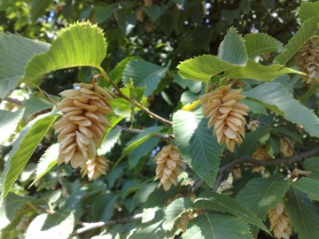 Ostrya carpinifolia