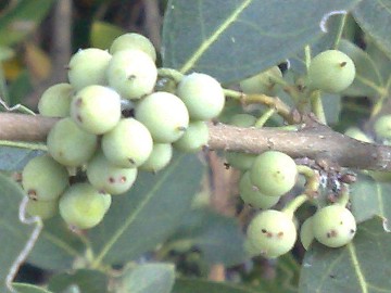 Arbusto con piccoli frutti - Phillyrea latifolia