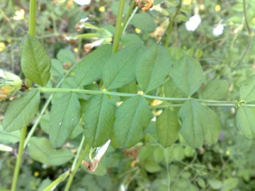 Vicia grandiflora / Veccia farfallona