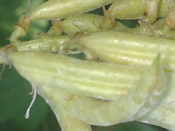 Fabacea - Astragalus glycyphyllos