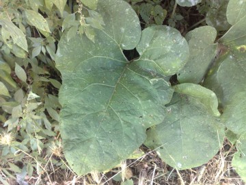 Una grande Erbacea - Arctium lappa