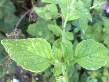 Una Lamiacea - Clinopodium vulgare