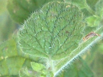 Melissa officinalis subsp. altissima