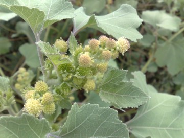 Erbacea al Lago Ogliastro - Xanthium sp.