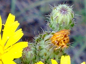 Ancora un capolino giallo - Picris hieracioides