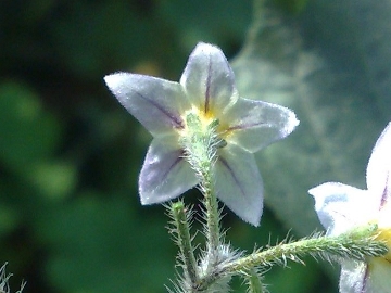 Solanum villosum