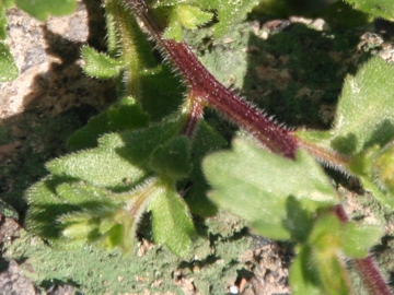 Campanula erinus