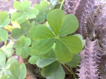 Oxalis purpurascens