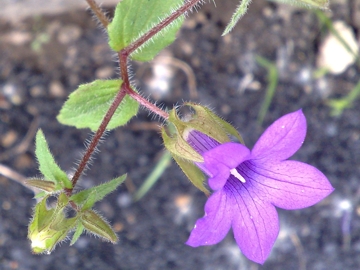 Campanula dichotoma / Campanula dicotoma