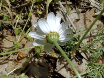 Anthemis sp.