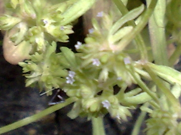 Valerianella sp,