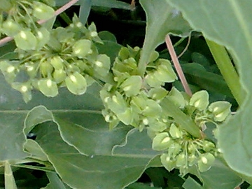 Rumex crispus