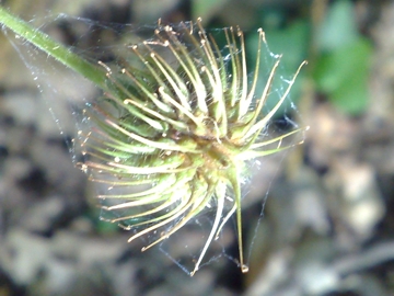 Geum urbanum in fruttificazione