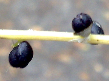 Cardamine bulbifera