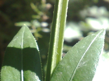 Una Rubiacea - Rubia peregrina subsp. peregrina