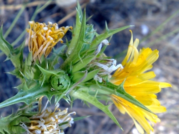 Una specie di cardo - Scolymus hispanicus