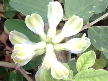 Astragalus glycyphyllos