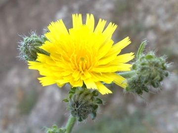 Picris hieracioides