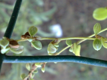 Fallopia convolvulus / Poligono convolvolo