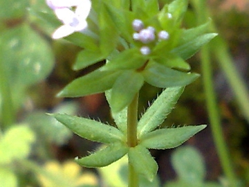 Sherardia arvensis