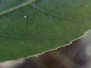 Arbusto con bacche nere - Rhamnus alaternus