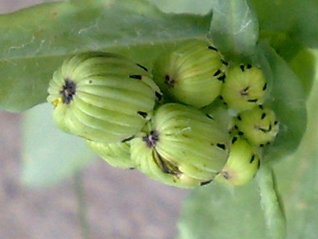 Senecio squalidus subsp. aethnensis / Senecio dell''Etna