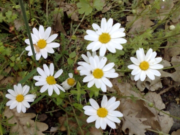 Anthemis sp.