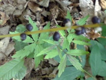 Cardamine bulbifera