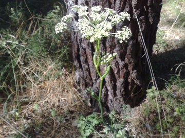 Oreoselinum nigrum (=Peucedanum oreoselinum) / Prezzemolo di monte