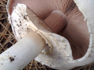 Agaricus arvensis ?