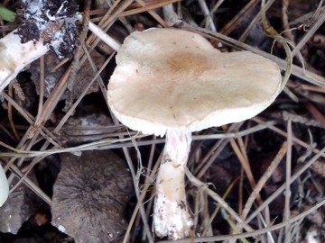 piccolo fungo (Lepiota subincarnata)