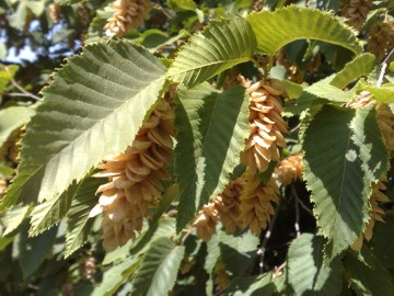 Ostrya carpinifolia