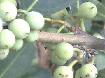 Arbusto con piccoli frutti - Phillyrea latifolia