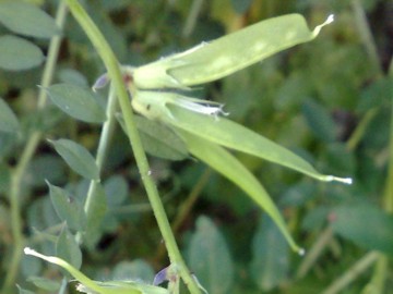 Vicia grandiflora / Veccia farfallona