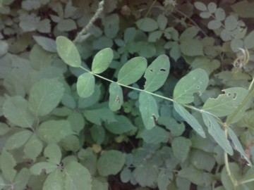 Fabacea - Astragalus glycyphyllos