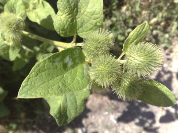 Una grande Erbacea - Arctium lappa