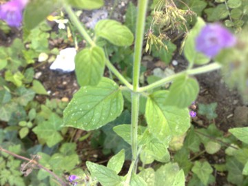 Una Lamiacea - Clinopodium vulgare