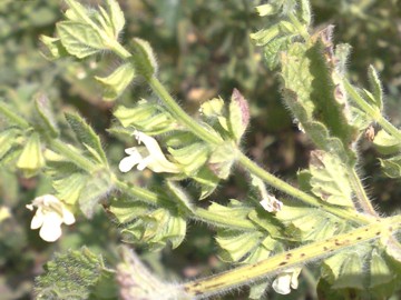 Melissa officinalis subsp. altissima