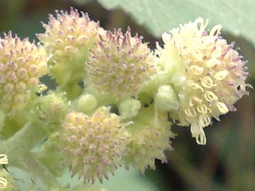 Erbacea al Lago Ogliastro - Xanthium sp.