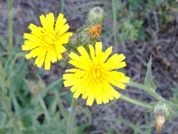 Ancora un capolino giallo - Picris hieracioides