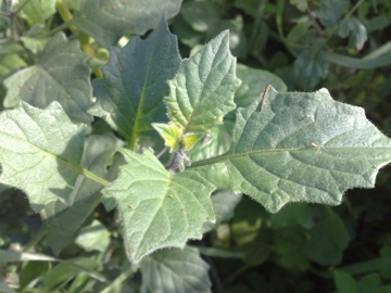 Solanum villosum